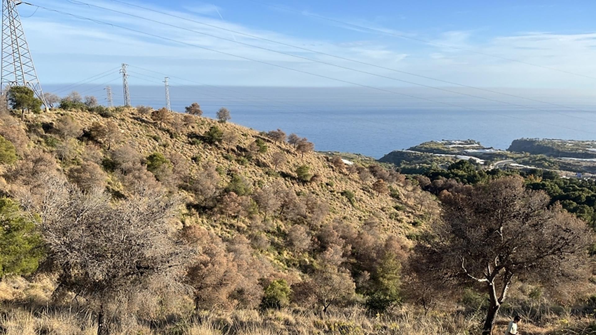 Thousands of pines dying in Sierra Almijara near Nerja - Vimarsana News