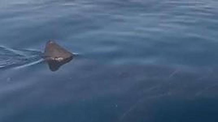 This is the video of a large basking shark in Malaga bay that has gone viral on social media