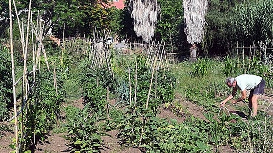 Marbella Arboretum foundation appeals for donations following break in