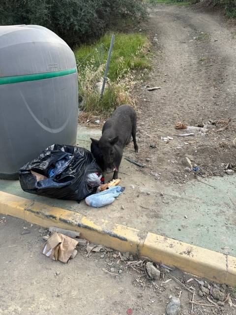 Rummaging through rubbish bins in Nueva Andalucía.