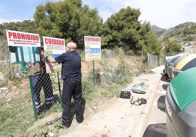 What you can to do to help prevent wild boar invading your Costa del Sol community