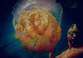 One of the jellyfish spotted near Rincón de la Victoria.