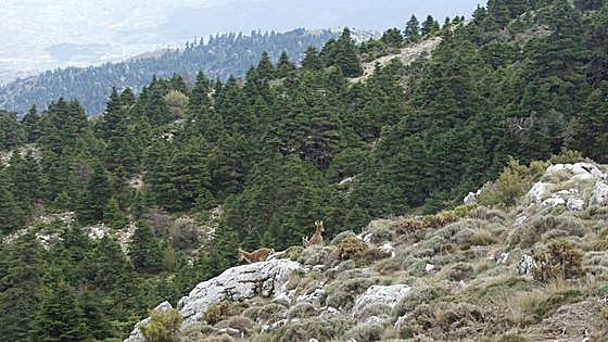 Sierra de las Nieves: the pinsapo forests that know how to live forever