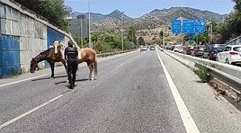 Police rescued the escaped horses.
