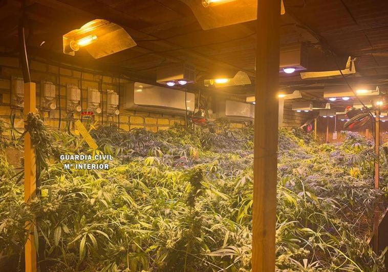 Seven arrested after police discover marijuana plantations hidden inside properties spread across Malaga province