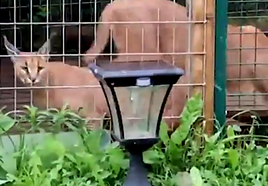 Watch as police in Spain seize two protected wild cats that had been traded illegally