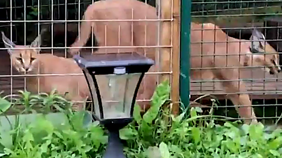 Watch as police in Spain seize two protected wild cats that had been traded illegally