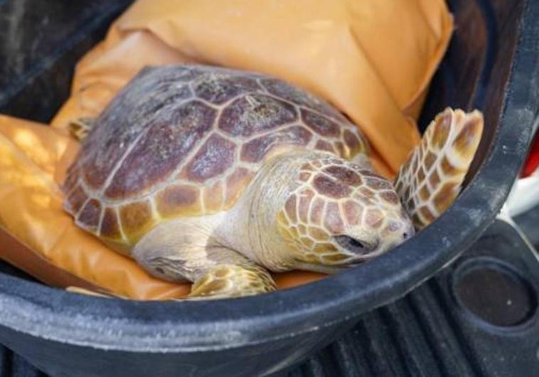 Loggerhead turtle is returned to the sea in Estepona after it was found stranded on a Vélez-Málaga beach