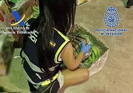 Albanian gang smuggled five tons of cocaine hidden in bananas through Malaga port