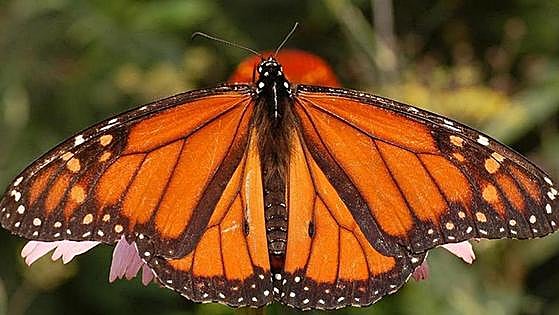 Endangered migratory monarch butterfly returns to Malaga after long absence