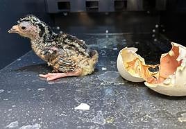 The unusual chick that was born at the Town Hall in Torremolinos.