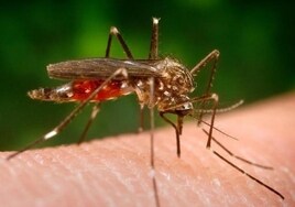 Population density of West Nile virus-transmitting mosquitoes increases at Malaga monitoring station