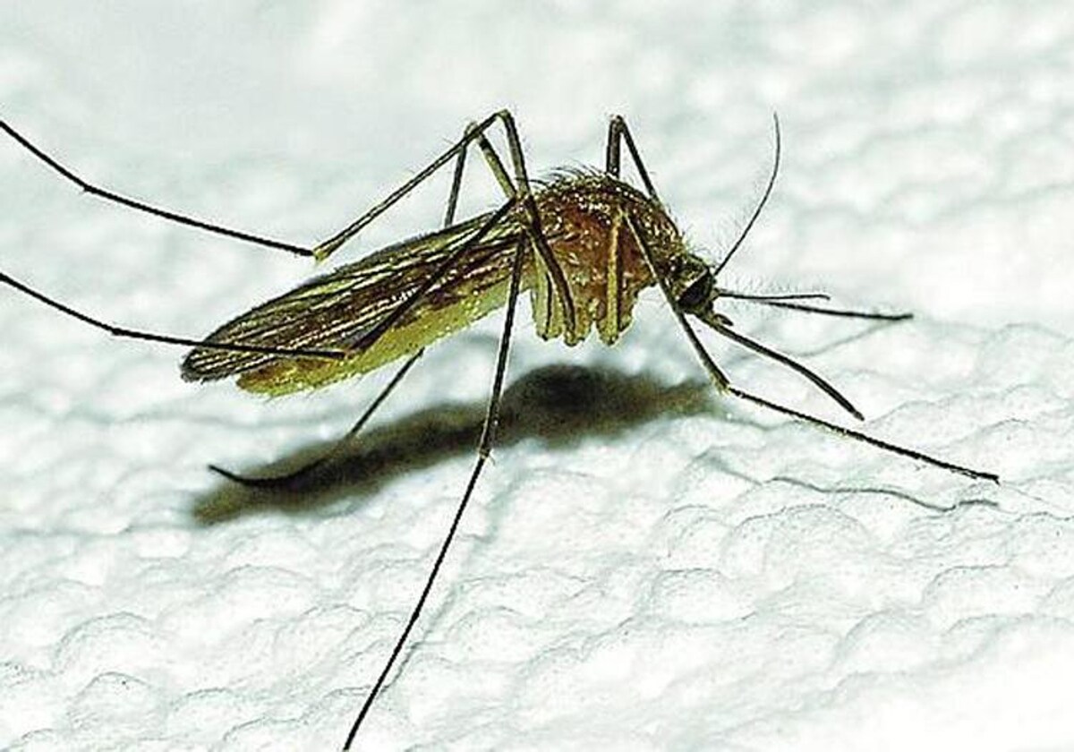 First messenger RNA vaccine against malaria developed in wake of Covid-19 crisis