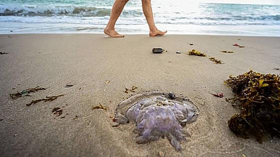 Mediterranean sets new sea temperature record after registering 28.7C in July