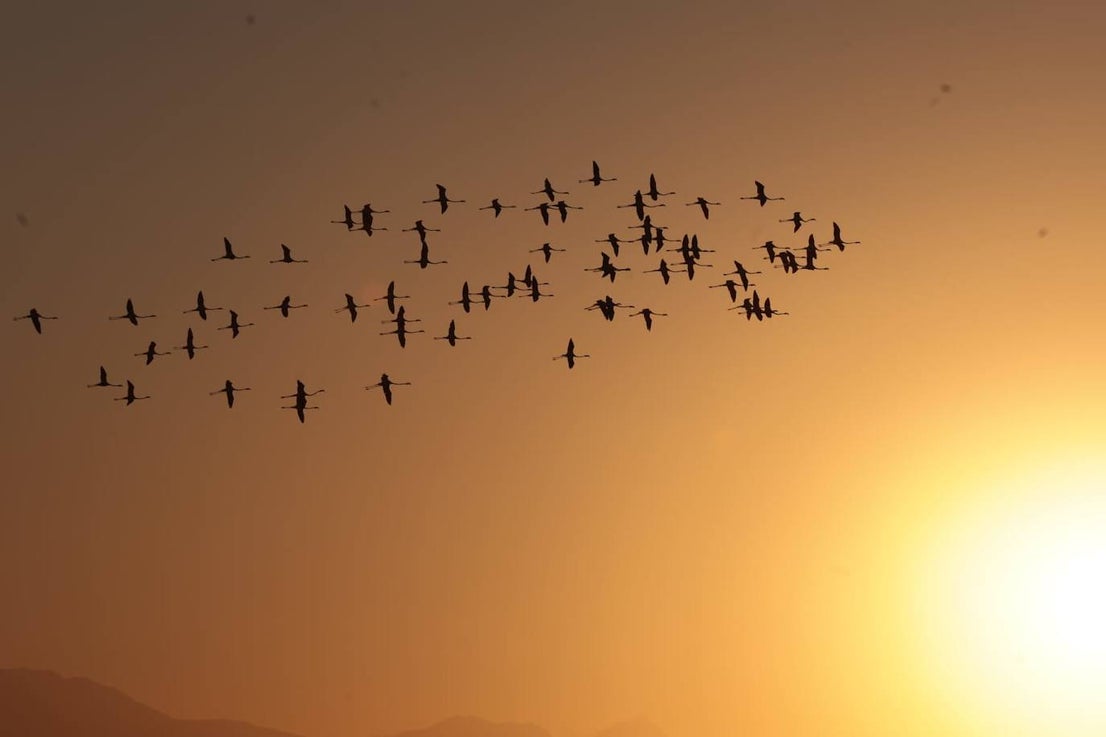 Picture special: flamingos arrive at mouth of river in middle of Malaga city