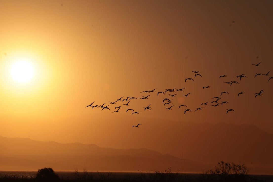 Picture special: flamingos arrive at mouth of river in middle of Malaga city
