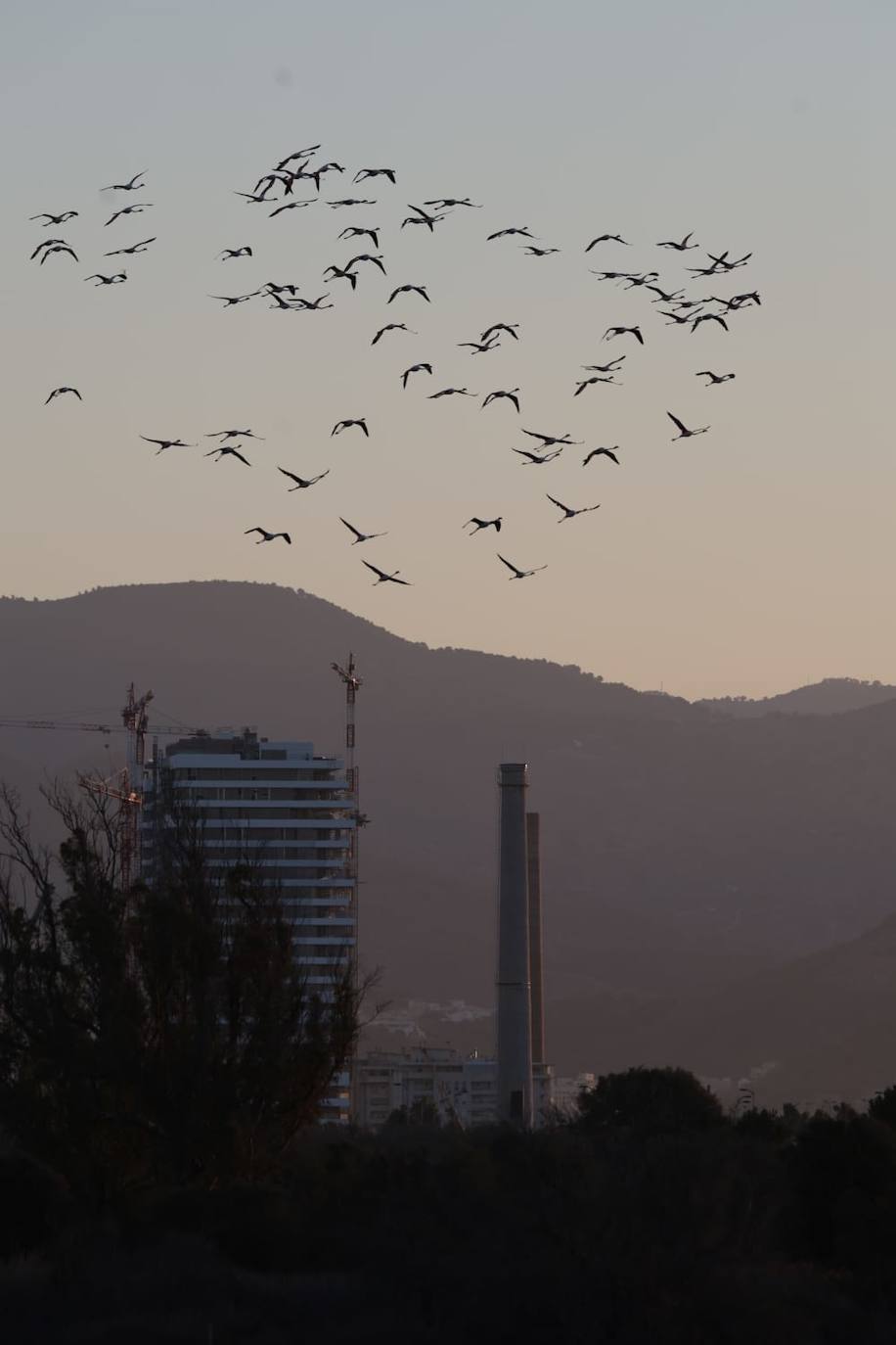 Picture special: flamingos arrive at mouth of river in middle of Malaga city