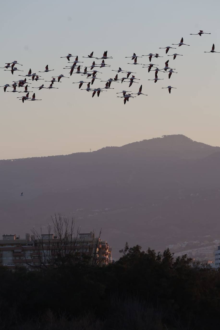 Picture special: flamingos arrive at mouth of river in middle of Malaga city