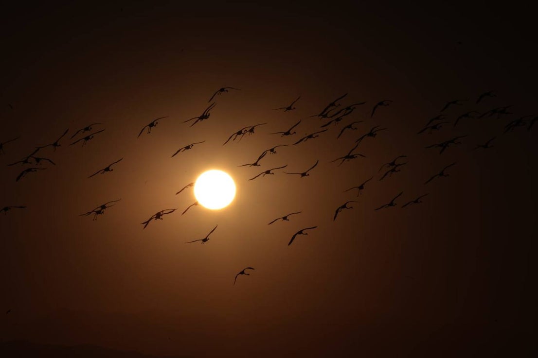 Picture special: flamingos arrive at mouth of river in middle of Malaga city