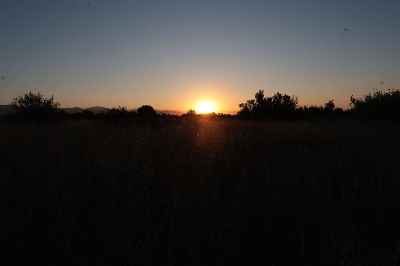 Picture special: flamingos arrive at mouth of river in middle of Malaga city