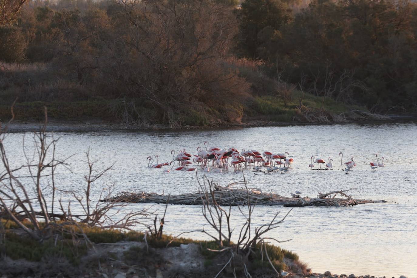 Picture special: flamingos arrive at mouth of river in middle of Malaga city