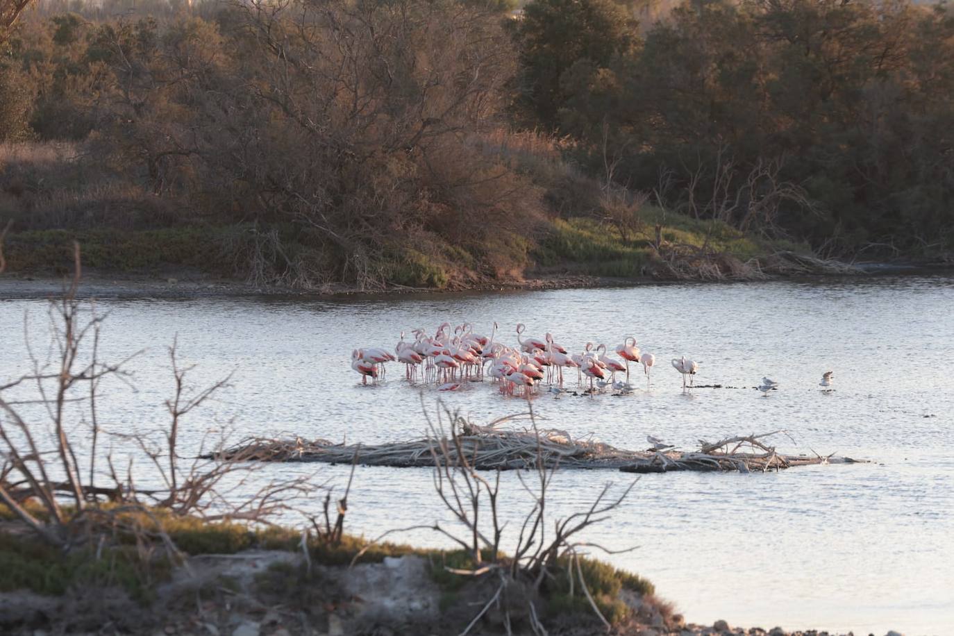 Picture special: flamingos arrive at mouth of river in middle of Malaga city