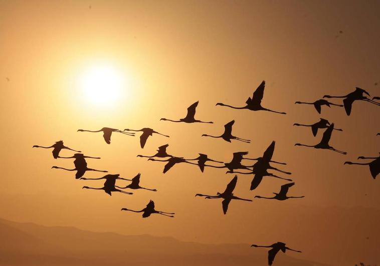Picture special: flamingos arrive at mouth of river in middle of Malaga city
