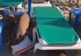 This is the moment a group of wild boar in search of food startled bathers on a Marbella beach