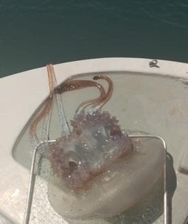 Imagen secundaria 2 - Top, the dirty seawater off El Peñoncillo beach in Torrox; bottom left, scum on the surface of the water in Torre del Mar; right, a jellyfish captured by a cleaning boat to be taken back out to sea.