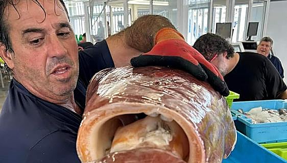 Motril fishermen catch giant squid weighing over 13 kilos