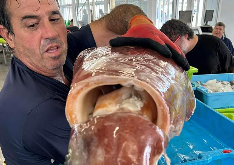Motril fishermen catch giant squid weighing over 13 kilos