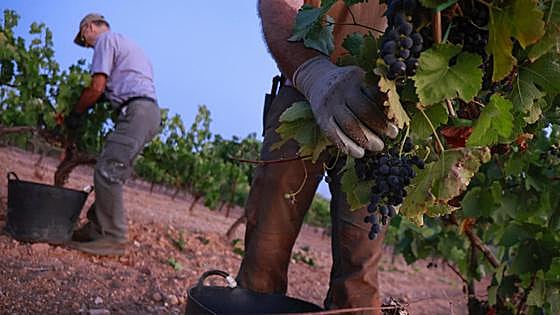 Local grape harvest brought forward due to lack of rainfall