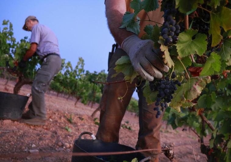 Local grape harvest brought forward due to lack of rainfall