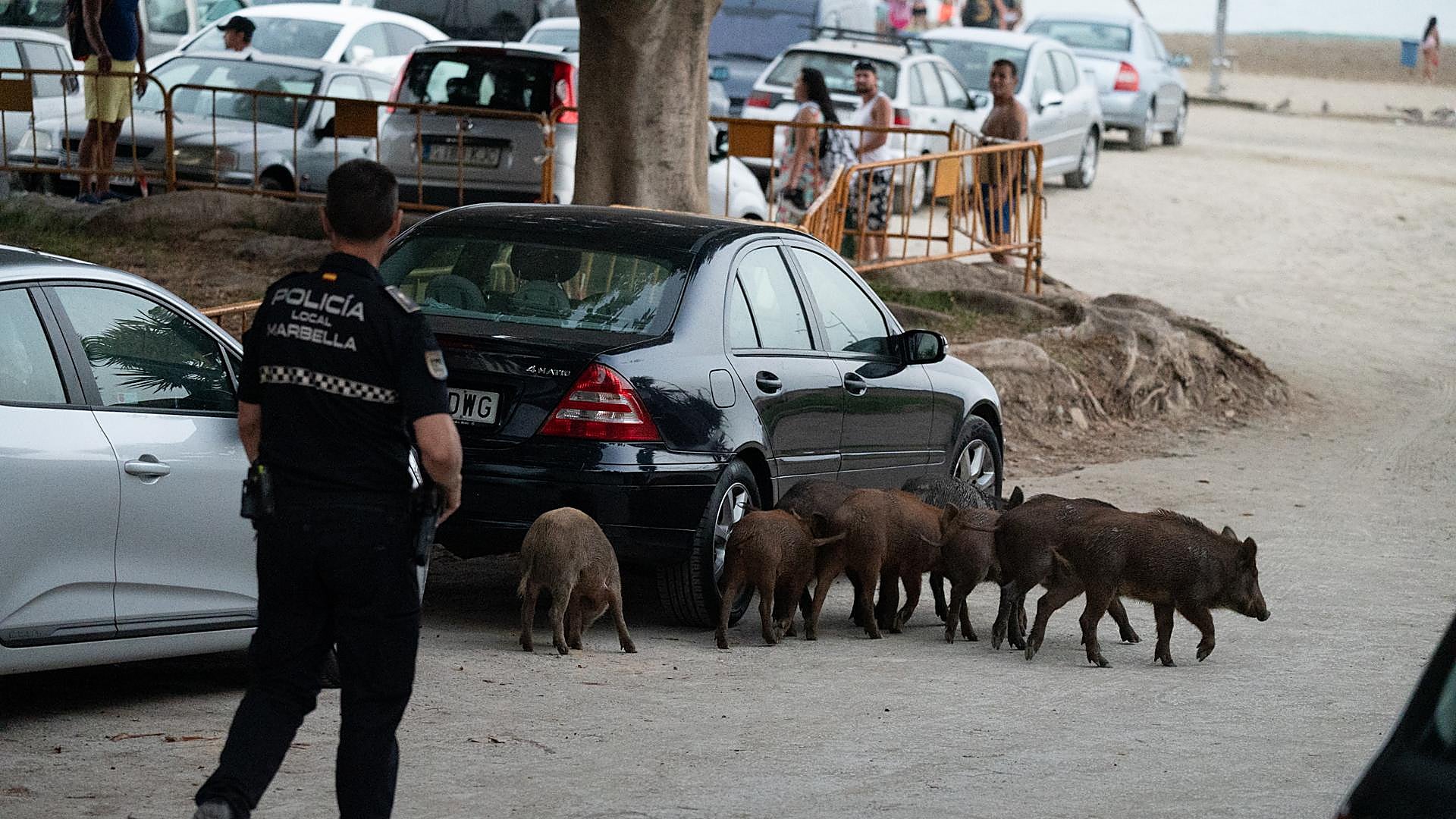 Wild boar return to Marbella beaches in search of food - Vimarsana News