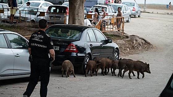 Wild boar return to Marbella beaches in search of food