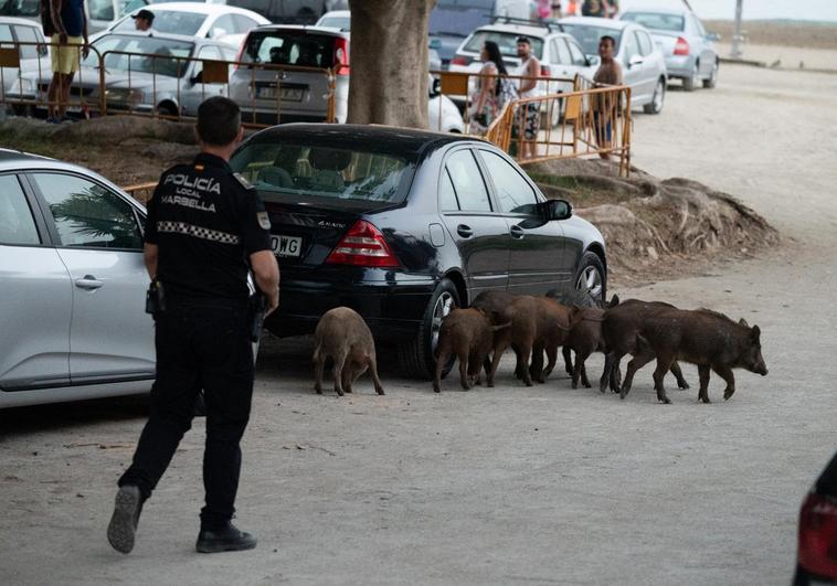 Wild boar return to Marbella beaches in search of food
