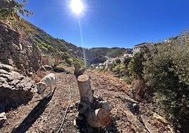 Dried up avocado trees on a plantation in Algarrobo.