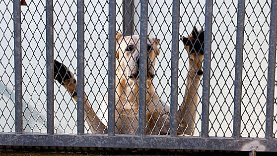 Man arrested for scamming owners of stolen pets in Spain and then calling them to mock them