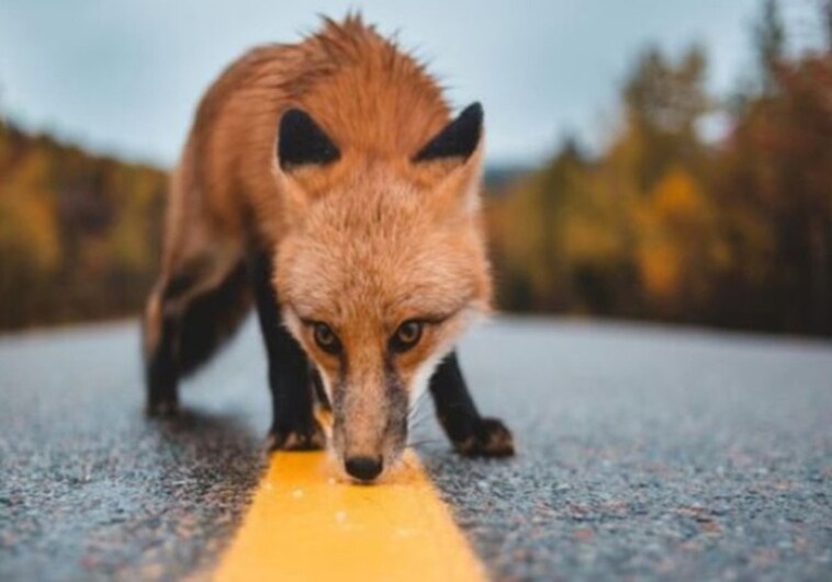 Beware of animals straying onto the roads in Spain, and this is what you are legally obliged to do if you hit one