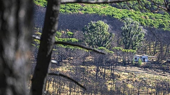 Estepona clears forest areas in effort to minimise the risk of wildfires
