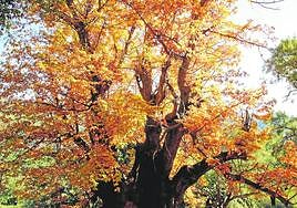 The tree looks its best in the autumn.