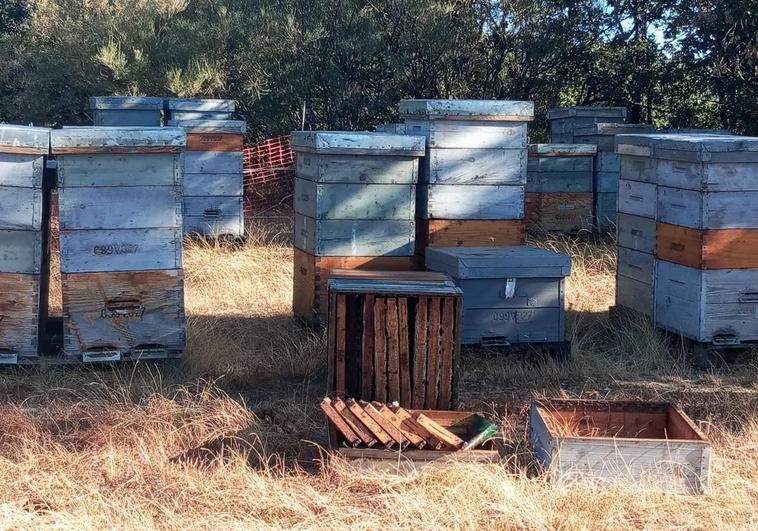 A bear in search of honey destroys several beehives in Spain