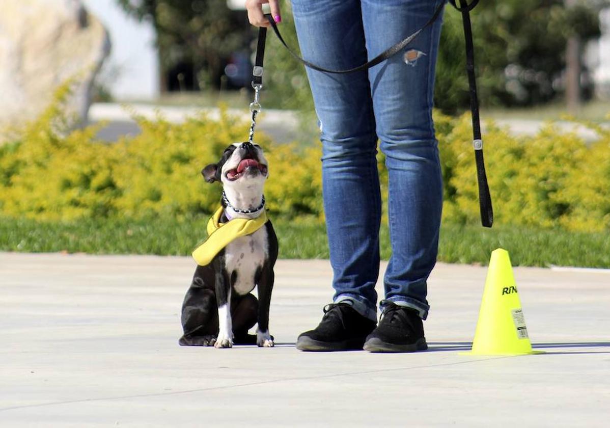 Free dog training classes on offer in 'pet-friendly' Fuengirola