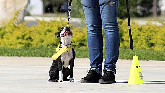 Free dog training classes on offer in 'pet-friendly' Fuengirola