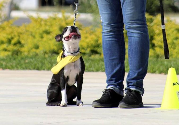Free dog training classes on offer in 'pet-friendly' Fuengirola