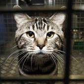 These are the major changes that all cat owners should know about when Spain's Animal Welfare Act comes into effect