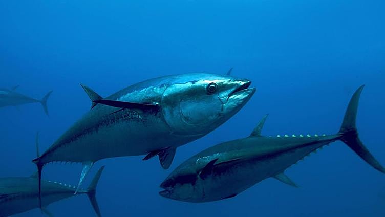 Bluefin tuna fishing season ends off Gib