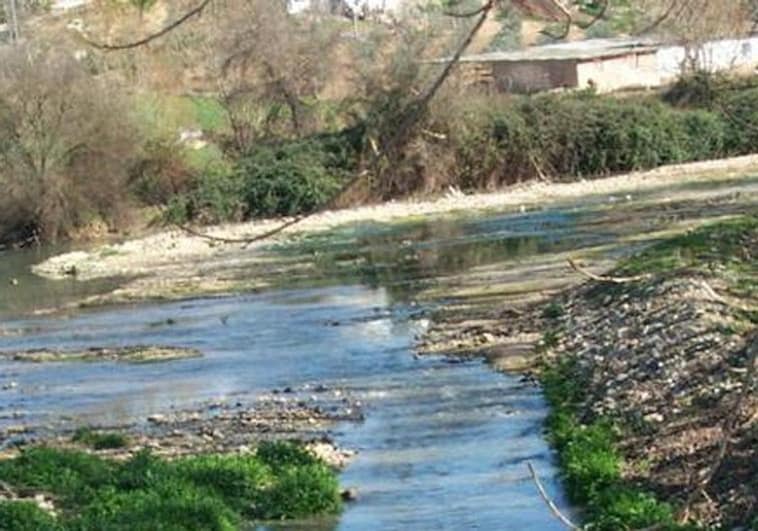 Ecologists warn authorities about death of hundreds of fish in Guadiaro river