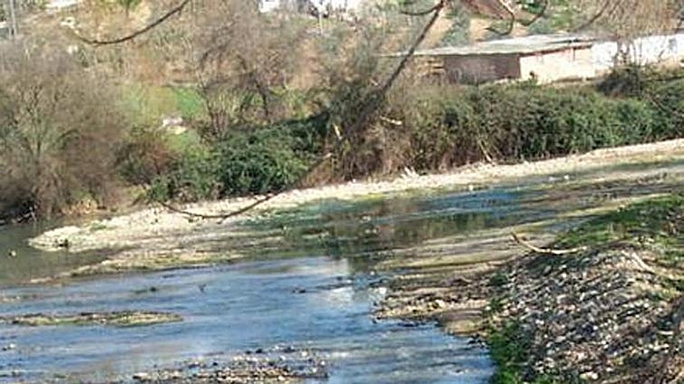 Ecologists warn authorities about death of hundreds of fish in Guadiaro river