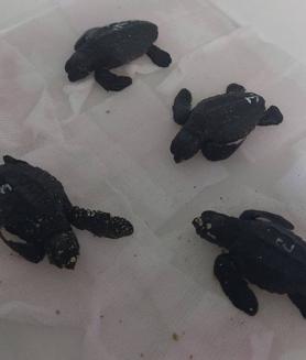 Imagen secundaria 2 - Some of the loggerhead turtles hatched at Bioparc Fuengirola.